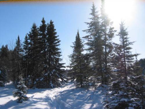 Algonquin evergreen trees in sun and snow on a winter day